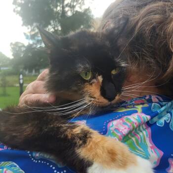 Rescue Domestic Long Hair Cats for Adoption in Hope Mills, North Carolina - Roxanne | PetCurious