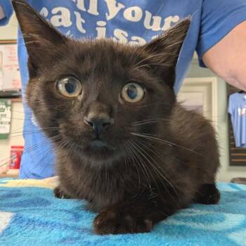 Mojito -  Domestic Short Hair Cat for Adoption in Cumming, Georgia - Mojito | PetCurious