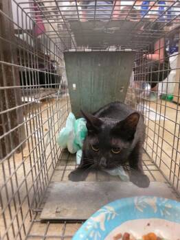 Cummings Feral 20 -  Domestic Short Hair Cat Available for Adoption in New Braunfels, Texas - Cummings Feral 20 | PetCurious