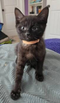 Michaelangelo -  Domestic Short Hair Cat for Adoption in Evans, Georgia - Michaelangelo | PetCurious