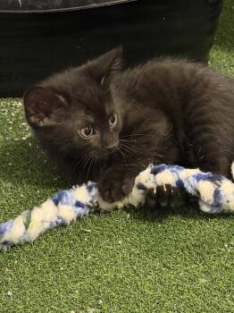 Stormy -  Domestic Short Hair Cat for Adoption in Wheaton, Illinois - Stormy | PetCurious