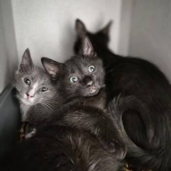 Tin Man Lee -  Domestic Short Hair Cat for Adoption in Sacramento, California - Tin Man Lee | PetCurious