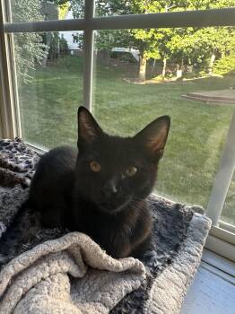 Domestic Short Hair Cats Available for Adoption in Richmond, Virginia - Blissful Berry | PetCurious