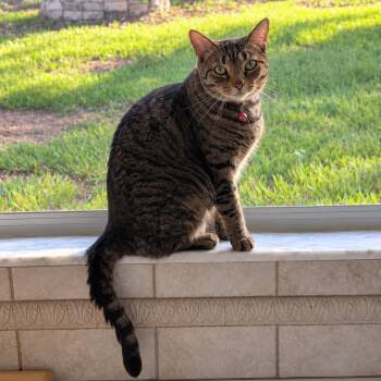 Meo -  Domestic Short Hair Cat for Adoption in Tavares, Florida - Meo | PetCurious