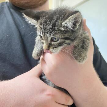 Polish -  Domestic Short Hair Cat for Adoption in Monroe, Louisiana - Polish | PetCurious