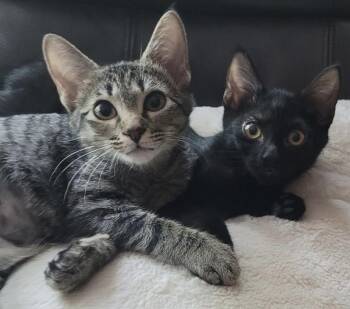 Strawberry and Blackberry -  Domestic Short Hair Cat for Adoption in Lawrenceville, Georgia - Strawberry And Blackberry | PetCurious