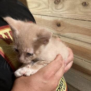 Jeff Dyal-SD -  Domestic Short Hair Cat for Adoption in Tallahassee, Florida - Jeff Dyal-SD | PetCurious