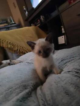 Siamese Cats Available for Adoption in Wyoming, Michigan - Joplin | PetCurious