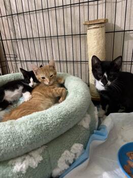 Scooby -  Domestic Short Hair Cat for Adoption in Alafaya, Florida - Scooby | PetCurious