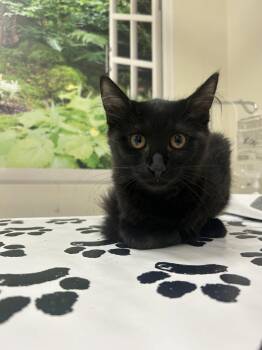 Jill -  Domestic Medium Hair Cat for Adoption in Lancaster, Pennsylvania - Jill | PetCurious