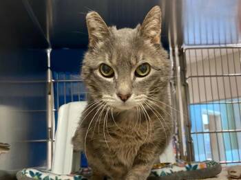 Simon -  Domestic Short Hair Cat for Adoption in Portland, Oregon - Simon | PetCurious