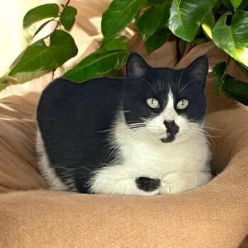 Domestic Short Hair Cats Available for Adoption - DAHLIA | PetCurious