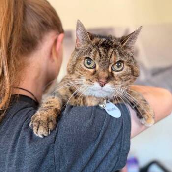 Wilma -  Domestic Medium Hair Cat for Adoption in Ramona, California - Wilma | PetCurious
