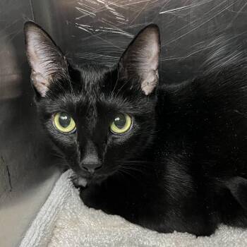 Pancake -  Domestic Short Hair Cat for Adoption in Palm Springs, California - Pancake | PetCurious
