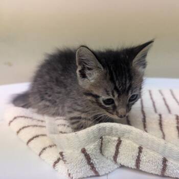 Domestic Short Hair Cats Available for Adoption in Pasadena, California - Kai | PetCurious
