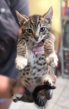 Kovu -  Tabby Cat for Adoption in Savannah, Georgia - Kovu | PetCurious