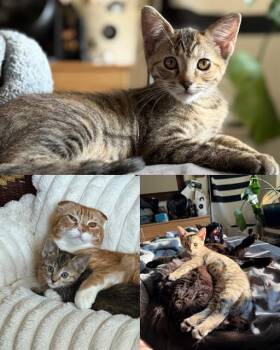FAVA -  Domestic Short Hair Cat for Adoption in Kent, Washington - FAVA | PetCurious