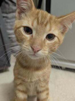 Buzz -  Tabby and Domestic Short Hair Cat for Adoption in Richardson, Texas - Buzz | PetCurious