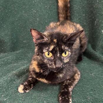 Rosy -  Domestic Short Hair Cat for Adoption in Portland, Oregon - Rosy | PetCurious