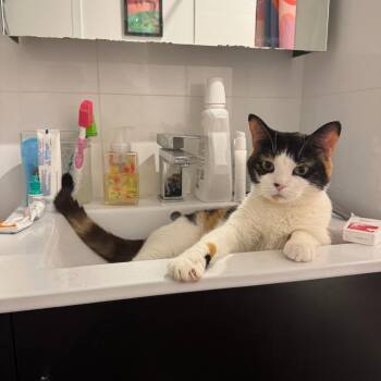 Callie -  Domestic Short Hair Cat for Adoption in New York, New York - Callie | PetCurious