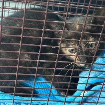 Domestic Short Hair Cats Available for Adoption in Lufkin, Texas - Brooklyn | PetCurious