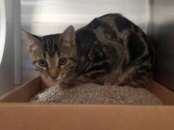 ICE KING -  Domestic Short Hair Cat for Adoption in St. Louis, Missouri - ICE KING | PetCurious