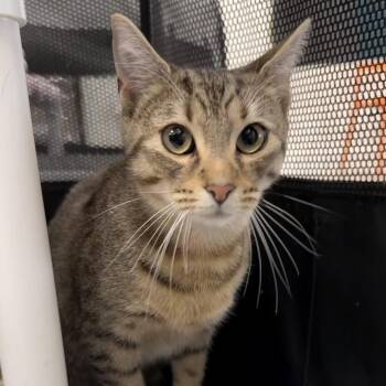 Domestic Short Hair Cats Available for Adoption - Jasper 2 | PetCurious