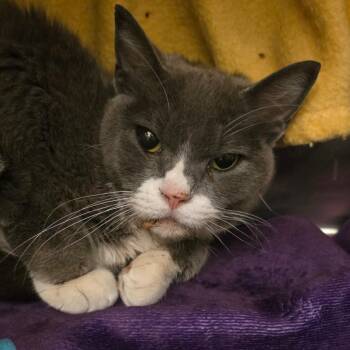 Mila -  Domestic Short Hair Cat for Adoption in Council Bluffs, Iowa - Mila | PetCurious