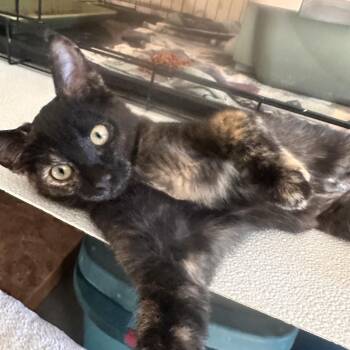 Anise -  Domestic Short Hair Cat for Adoption in Renton, Washington - Anise | PetCurious