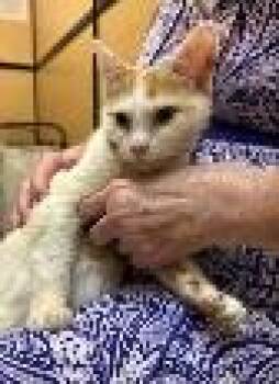 Thelma -  Domestic Short Hair Cat for Adoption in Cincinnati, Ohio - Thelma | PetCurious