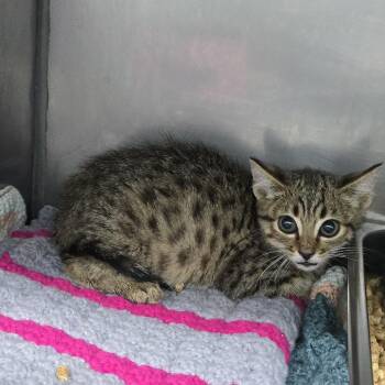 denny 26-0433 -  Domestic Short Hair Cat for Adoption in Yanceyville, North Carolina - Denny 26-0433 | PetCurious