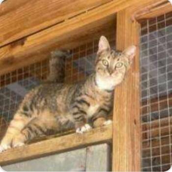 Domestic Short Hair Cats Available for Adoption - Daisy | PetCurious