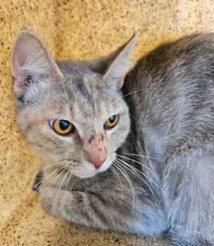 Lois -  Domestic Short Hair Cat for Adoption in Lafayette, Indiana - Lois | PetCurious