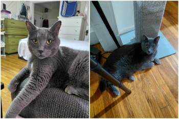 Bo -  Domestic Short Hair Cat for Adoption in Melrose, Massachusetts - Bo | PetCurious