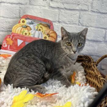 Zena -  Domestic Short Hair Cat for Adoption in Harrisonburg, Virginia - Zena | PetCurious
