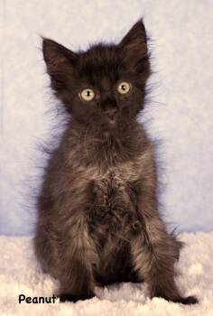 Peanut -  Domestic Short Hair Cat for Adoption in Gilbert, Arizona - Peanut | PetCurious