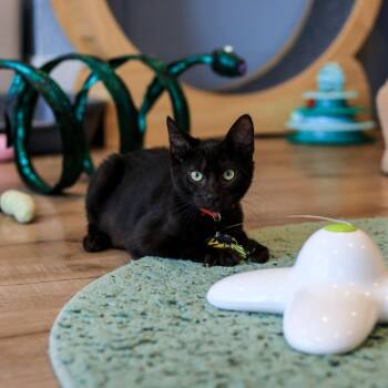 Francisco -  Domestic Short Hair Cat for Adoption in Los Angeles, California - Francisco | PetCurious