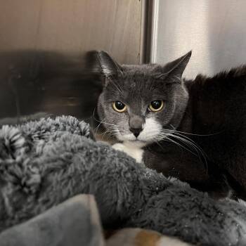 Lucy -  Domestic Short Hair Cat for Adoption in Las Vegas, Nevada - Lucy | PetCurious