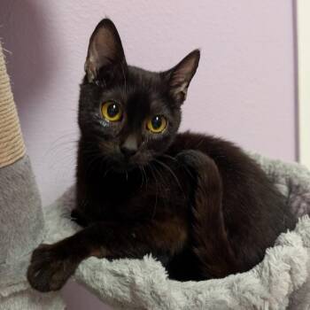 Yeti -  Domestic Short Hair Cat for Adoption in Titusville, Florida - Yeti | PetCurious