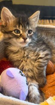 Pepper -  Domestic Short Hair Cat for Adoption in Ogden, Utah - Pepper | PetCurious