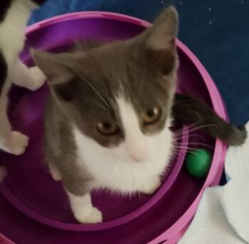 Rescue Domestic Short Hair Cats for Adoption in Woodland, California - Mila | PetCurious