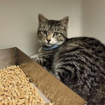 71112 -  Domestic Short Hair Cat Available for Adoption in Harrisonburg, Virginia - 71112 | PetCurious