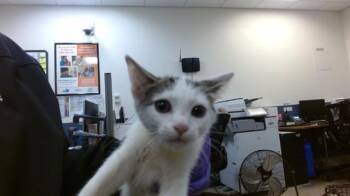 LEAF -  Domestic Short Hair Cat for Adoption in Doral, Florida - LEAF | PetCurious