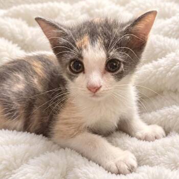 Petunia -  Domestic Short Hair Cat for Adoption in Tampa, Florida - Petunia | PetCurious