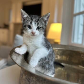 Tabby Cats Available for Adoption - Jigsaw | PetCurious