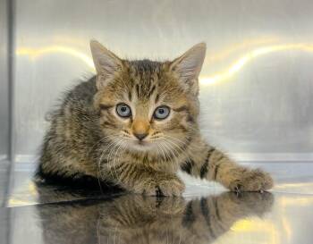 Dandelion -  Domestic Short Hair Cat for Adoption in Murray, Kentucky - Dandelion | PetCurious