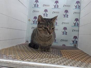 Domestic Short Hair Cats Available for Adoption in Orlando, Florida - GLINDA | PetCurious