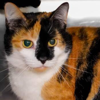 Cassie -  Domestic Short Hair Cat Available for Adoption - Cassie | PetCurious