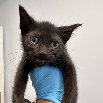 Harry -  Domestic Short Hair Cat for Adoption in West Palm Beach, Florida - Harry | PetCurious