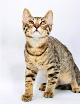 Gale -  Domestic Short Hair Cat for Adoption in Morton Grove, Illinois - Gale | PetCurious